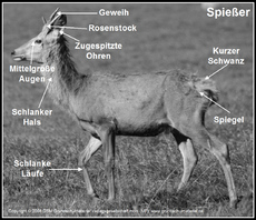 Rothirsch-Körperbau-2-SW.jpg